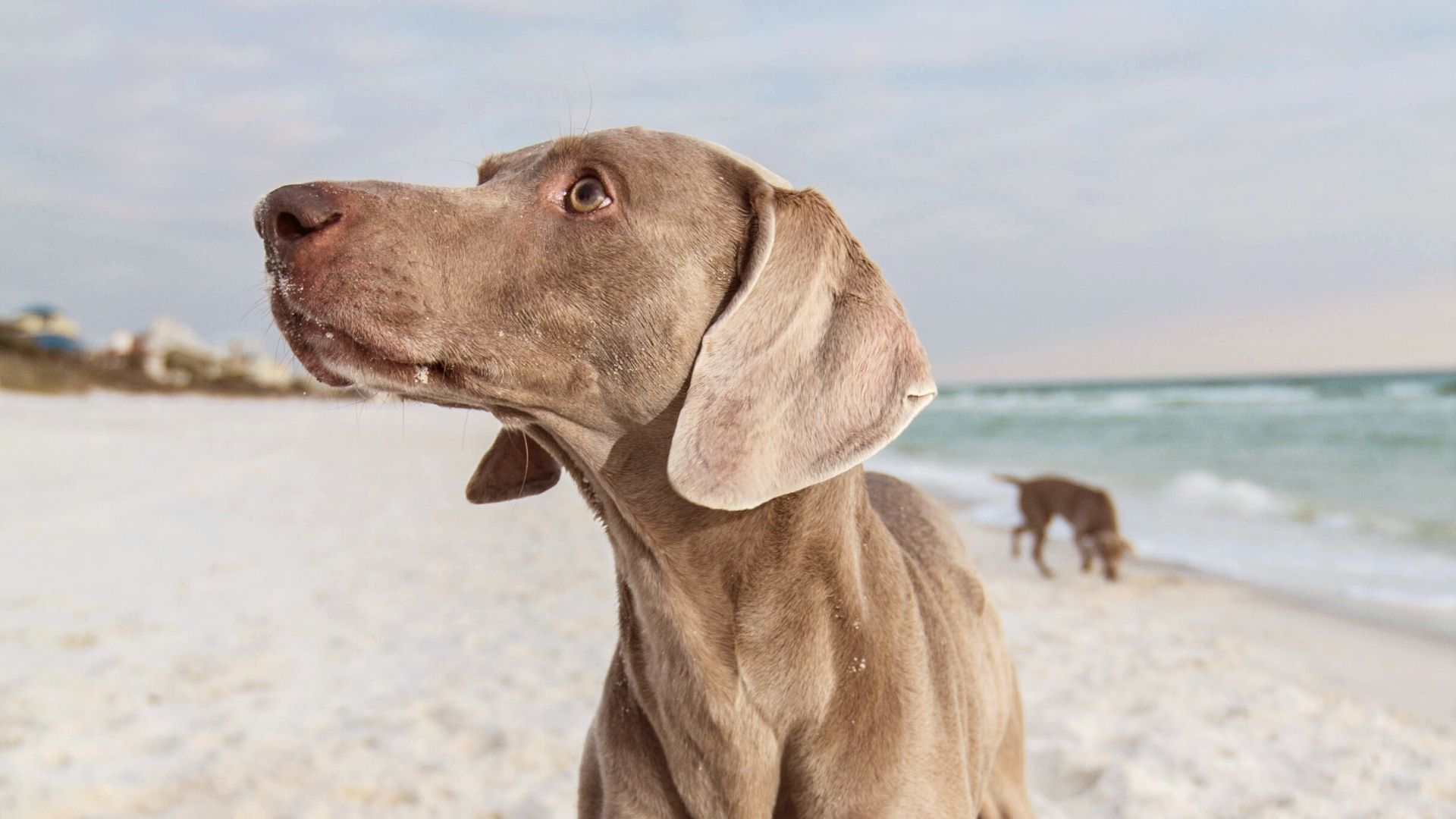 Holistic Vets Near Me Jupiter, FL Dr. Matt Parker