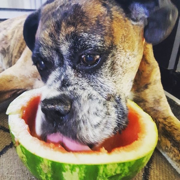 Pet Whole Foods Nutrition & Herbs Jupiter, FL Dr. Matt Parker