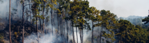 Smoke rising through a burning pine forest on a hillside, illustrating how glyphosate in the environment affects ecosystems tied to long-term wellness.