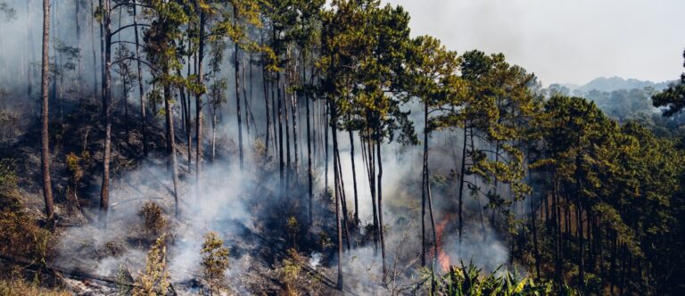 Smoke rising through a burning pine forest on a hillside, illustrating how glyphosate in the environment affects ecosystems tied to long-term wellness.
