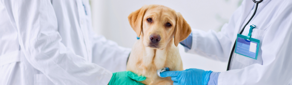 Two veterinarians in white coats examining a golden Labrador puppy with a stethoscope, representing modern and western medicine approaches to pet care.