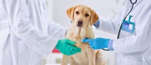 Two veterinarians in white coats examining a golden Labrador puppy with a stethoscope, representing modern and western medicine approaches to pet care.