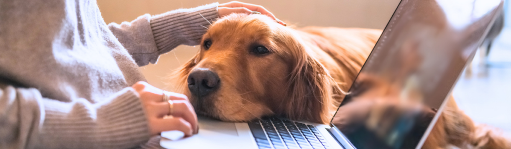 Veterinarian reviewing veterinary technology on a laptop while a golden retriever rests close by, reflecting how AI in veterinary medicine supports rather than replaces clinical judgment.