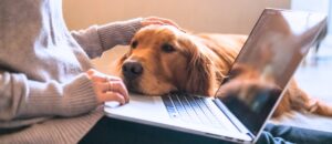 Veterinarian reviewing veterinary technology on a laptop while a golden retriever rests close by, reflecting how AI in veterinary medicine supports rather than replaces clinical judgment.