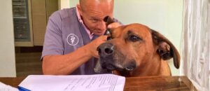 A local veterinarian examines a dog's eye with an otoscope during an in-home wellness visit, exam notes resting on the table beside them.