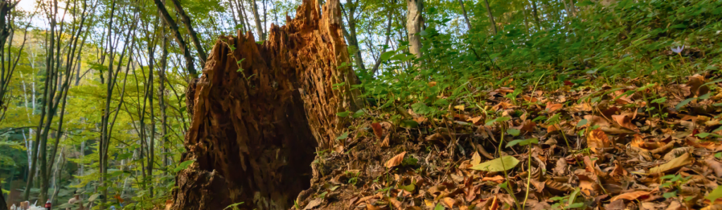 Rotting tree stump in a green forest, surrounded by fallen autumn leaves that show decomposition at work on the forest floor