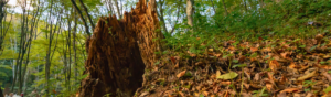 Rotting tree stump in a green forest, surrounded by fallen autumn leaves that show decomposition at work on the forest floor