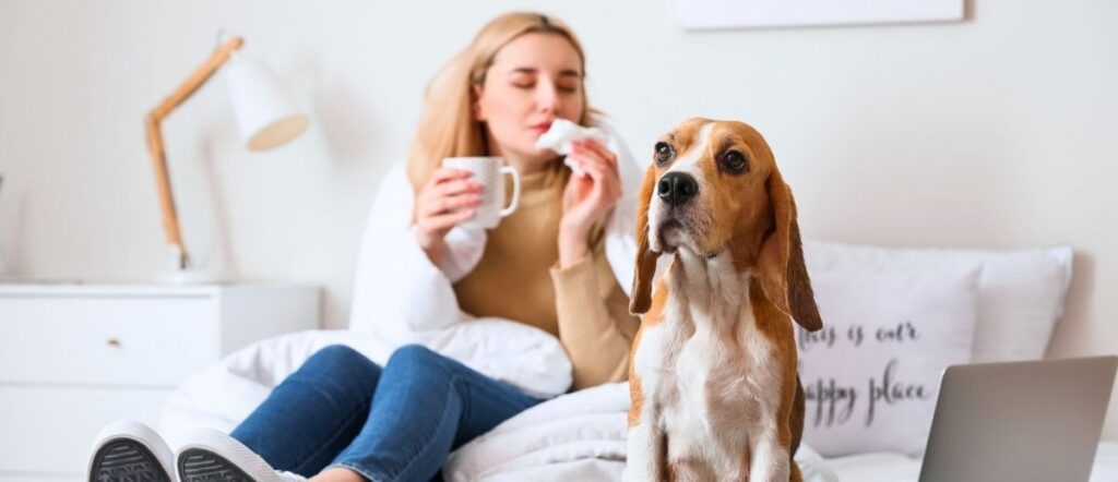 Beagle sitting on a bed while its owner sneezes into a tissue in the background, a scene that raises questions germ theory and terrain theory try to answer