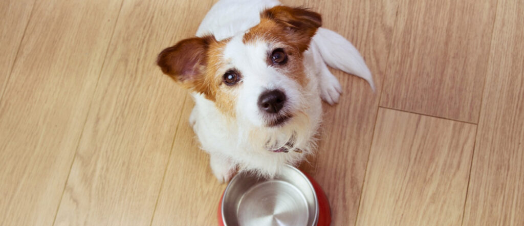 Jack Russell terrier sitting by an empty red food bowl and looking up, a reminder that dog food ingredients matter in holistic animal care.