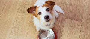 Jack Russell terrier sitting by an empty red food bowl and looking up, a reminder that dog food ingredients matter in holistic animal care.